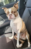 Gus - Photo 3
