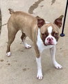 Gus - Photo 4
