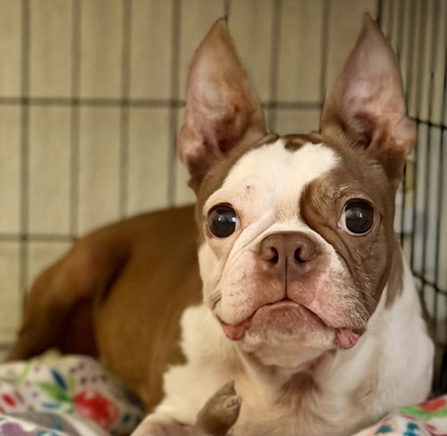 Skye-ADOPTION PENDING, an adoptable Boston Terrier in Plano, TX