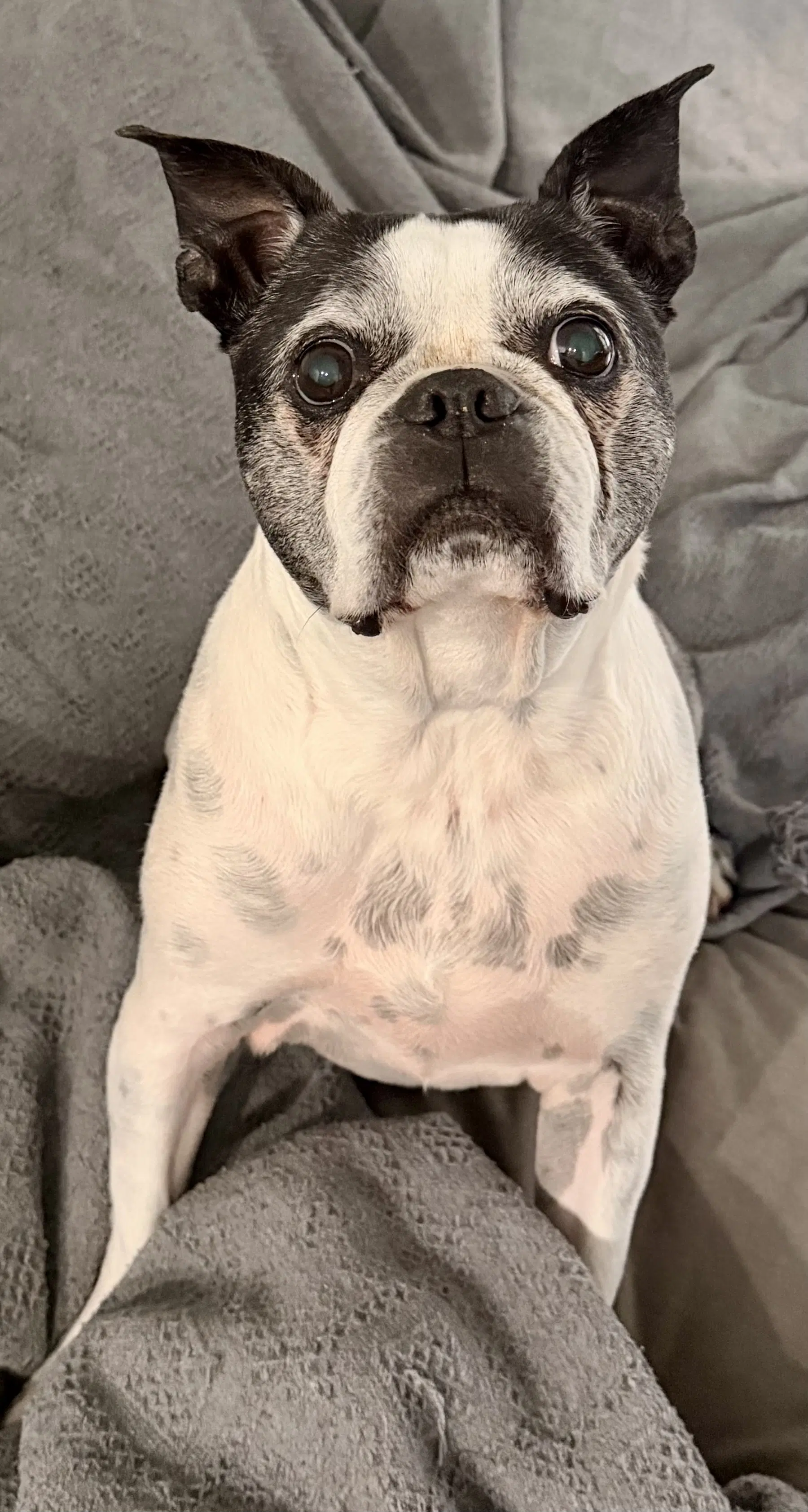 Petey - Boston Terrier
