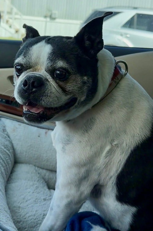 Petey, an adoptable Boston Terrier in Plano, TX
