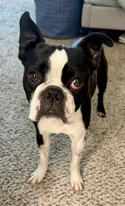Fenway-adoption pending, an adoptable Boston Terrier in Plano, TX