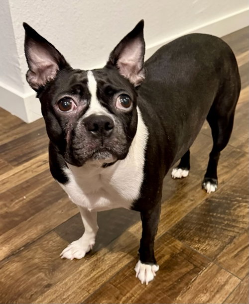 Lully - Ready After 5/12, an adoptable Boston Terrier in Plano, TX