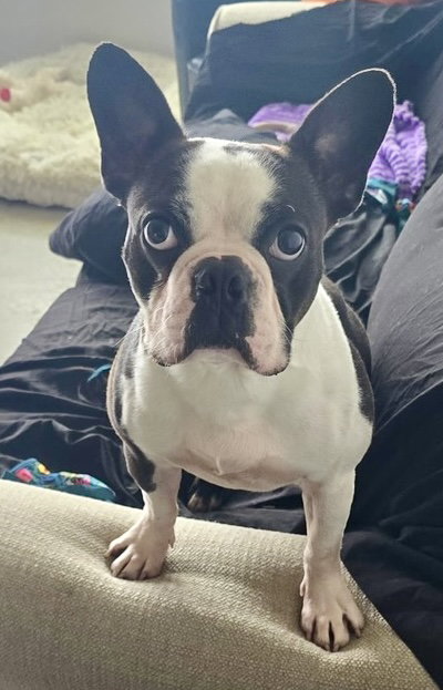 Canelo, an adoptable Boston Terrier in Plano, TX