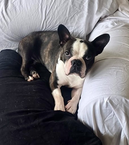 Canelo