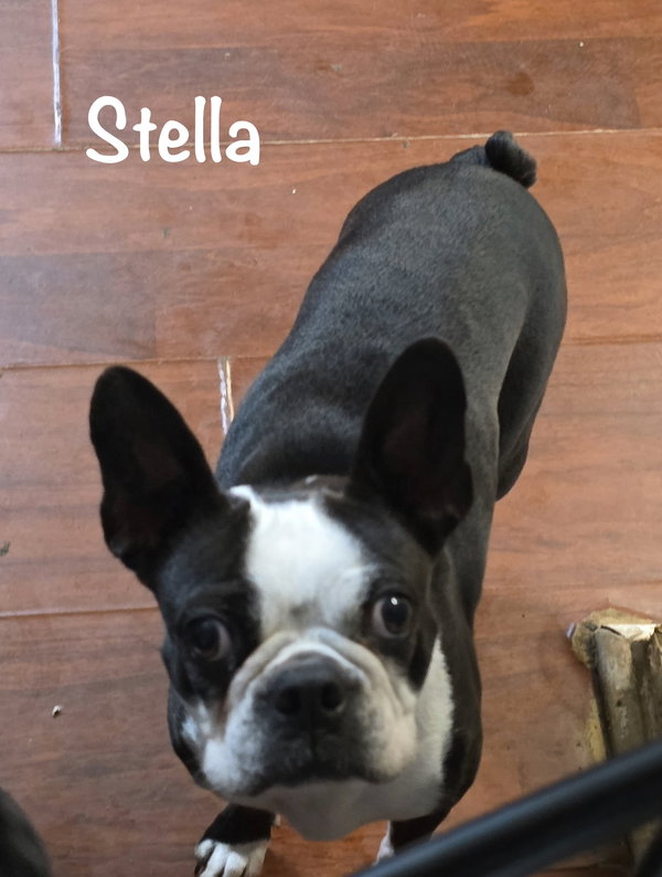 Stella