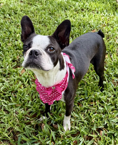Stella, an adoptable Boston Terrier in Plano, TX