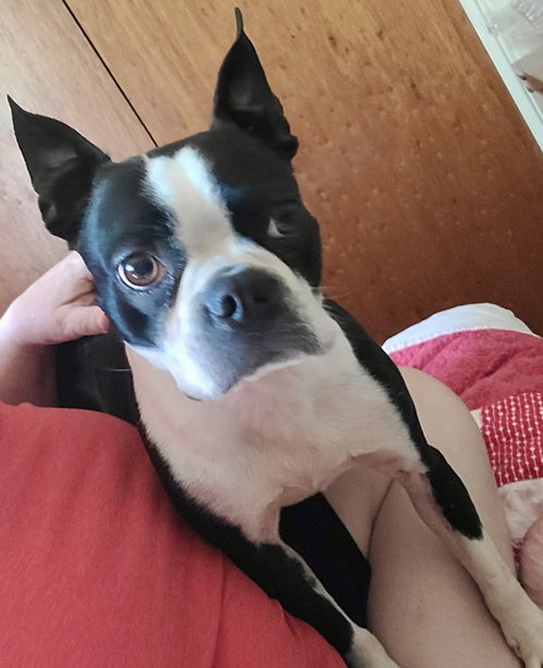 Leila