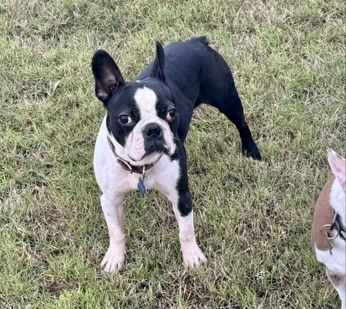 Tubby-AVAILABLE END OF MAY, an adoptable Boston Terrier in Plano, TX