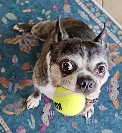 Cooper, an adoptable Boston Terrier in Plano, TX