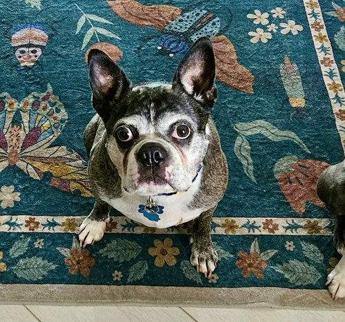Cooper photo 4