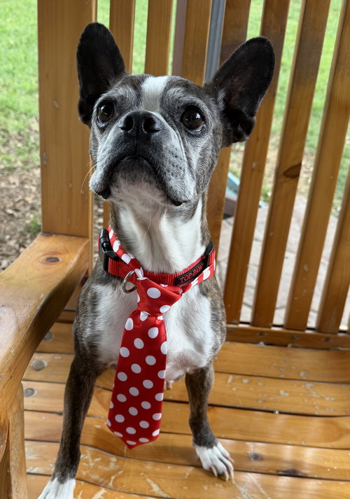 Buccee, an adoptable Boston Terrier in Plano, TX