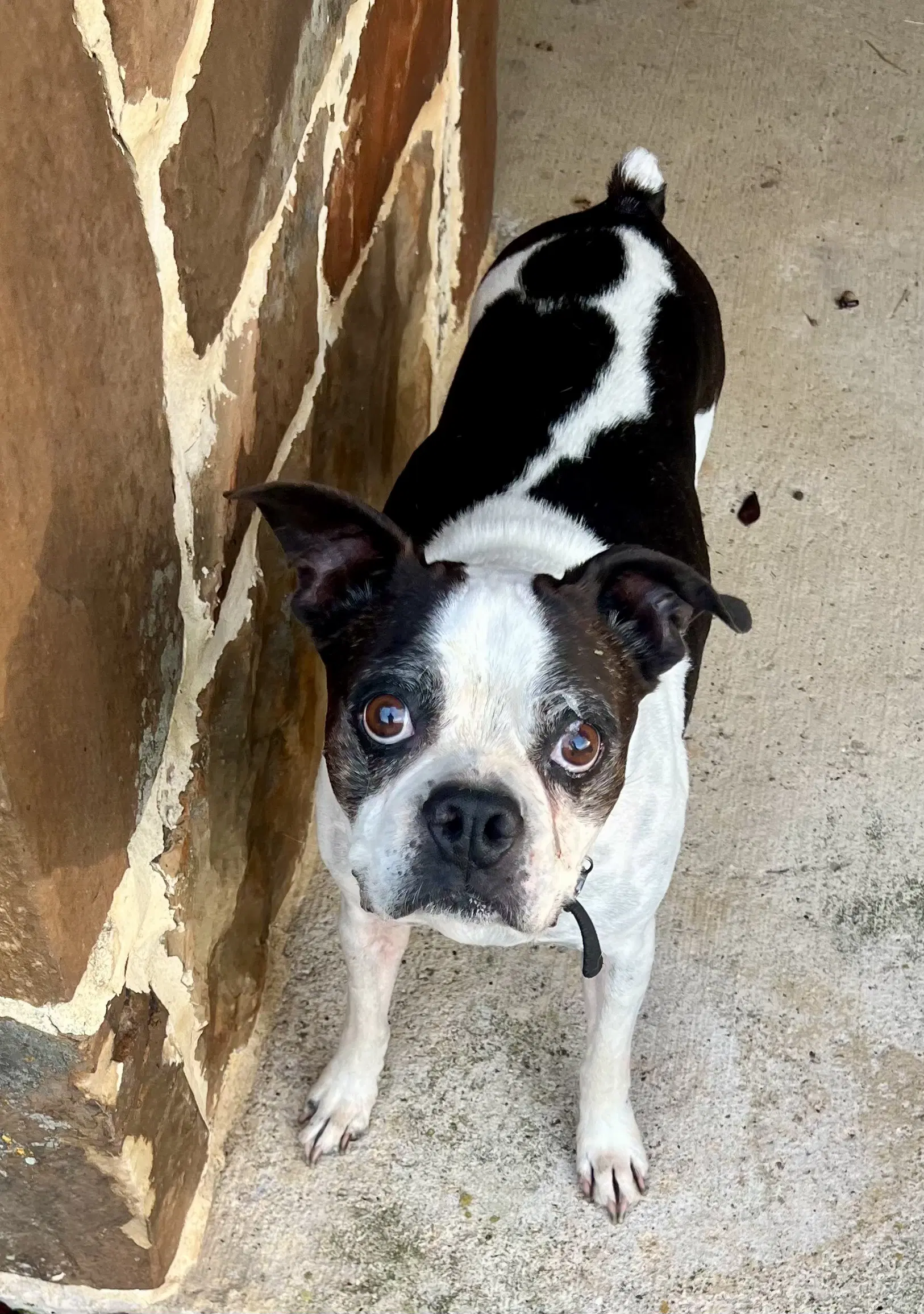 Bandit - Boston Terrier