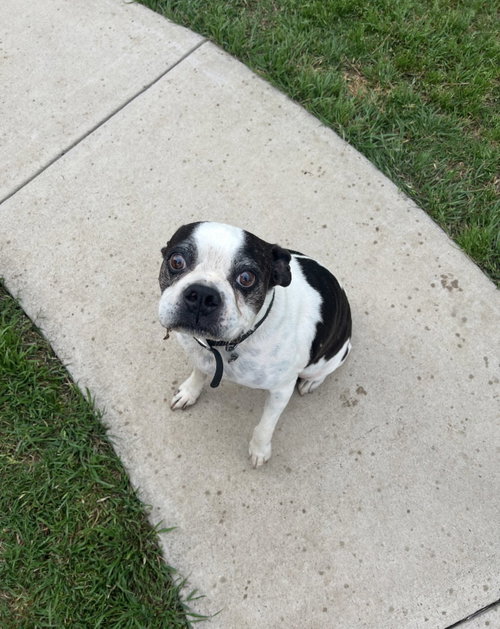 Bandit photo 3