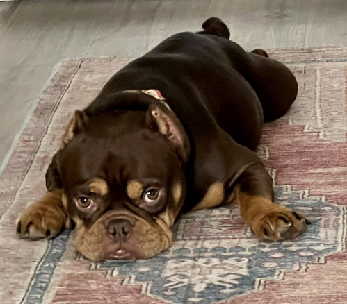 Bella Mia - AVAILABLE AFTER 6/18 photo 2