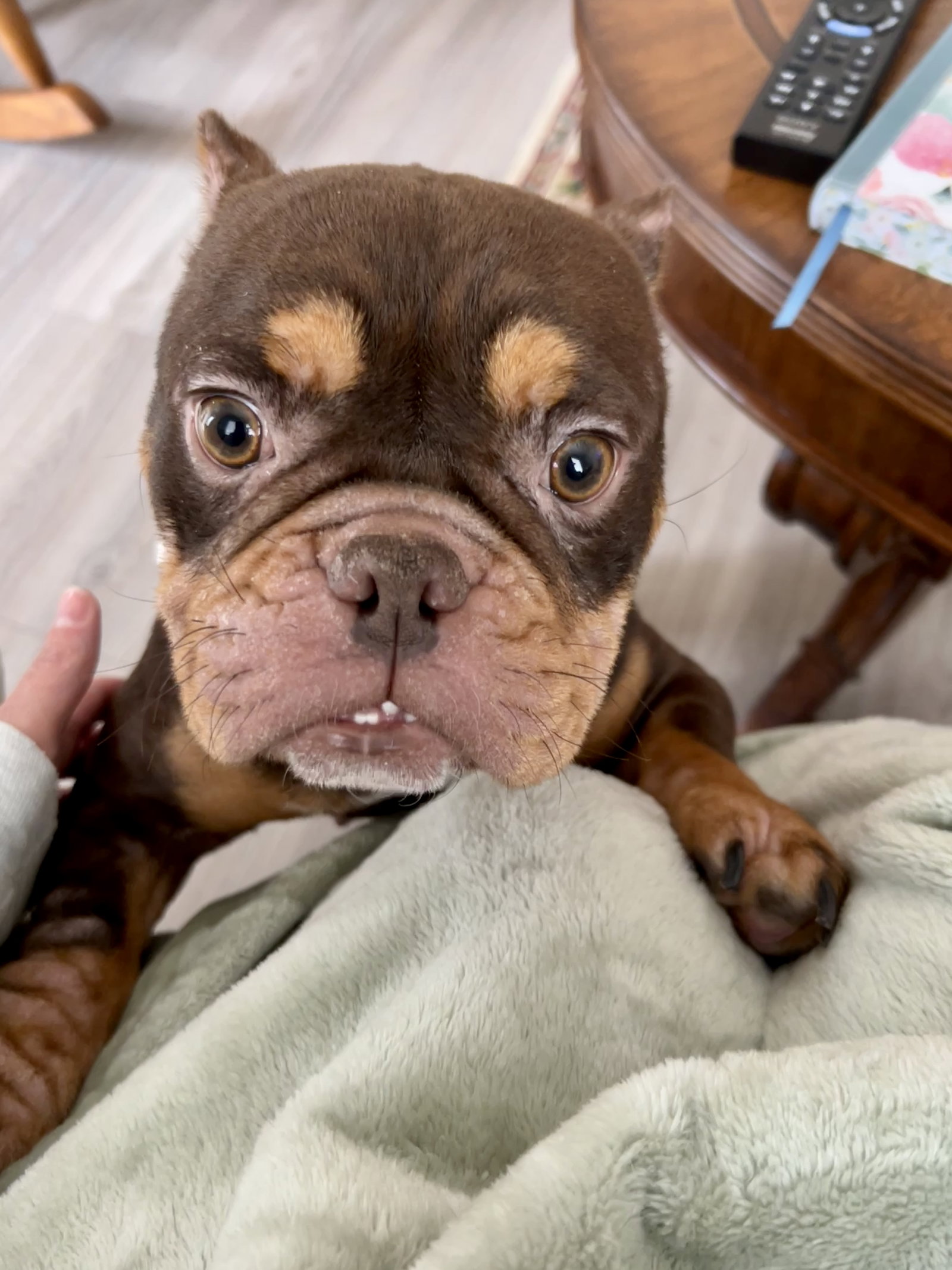 Bella Mia