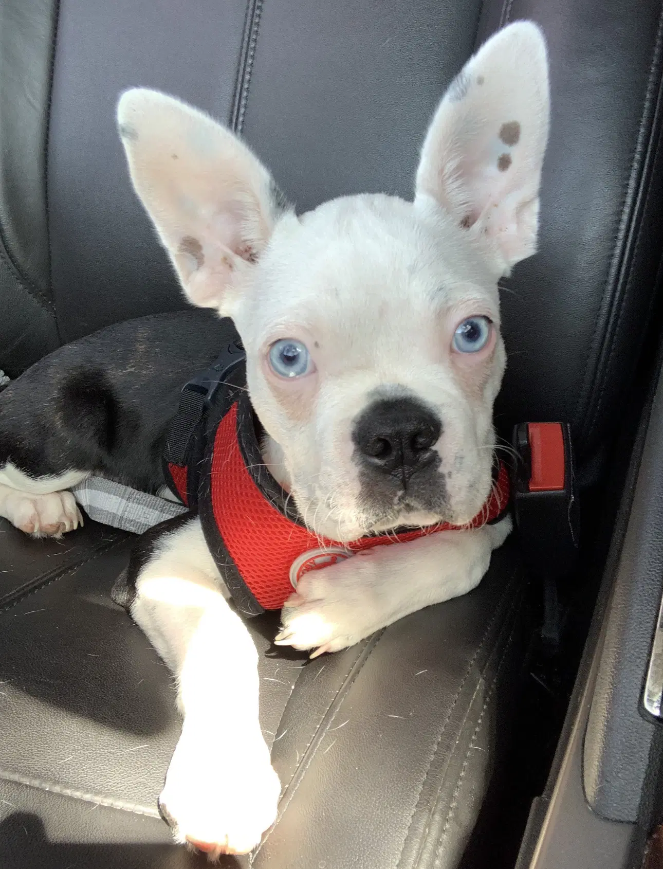 Seth - Boston Terrier