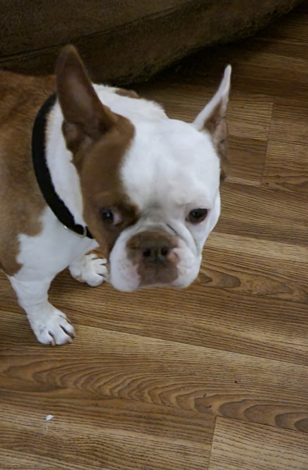 Milo