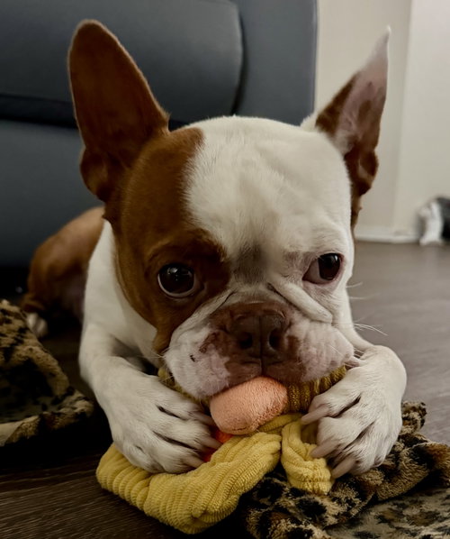 Milo