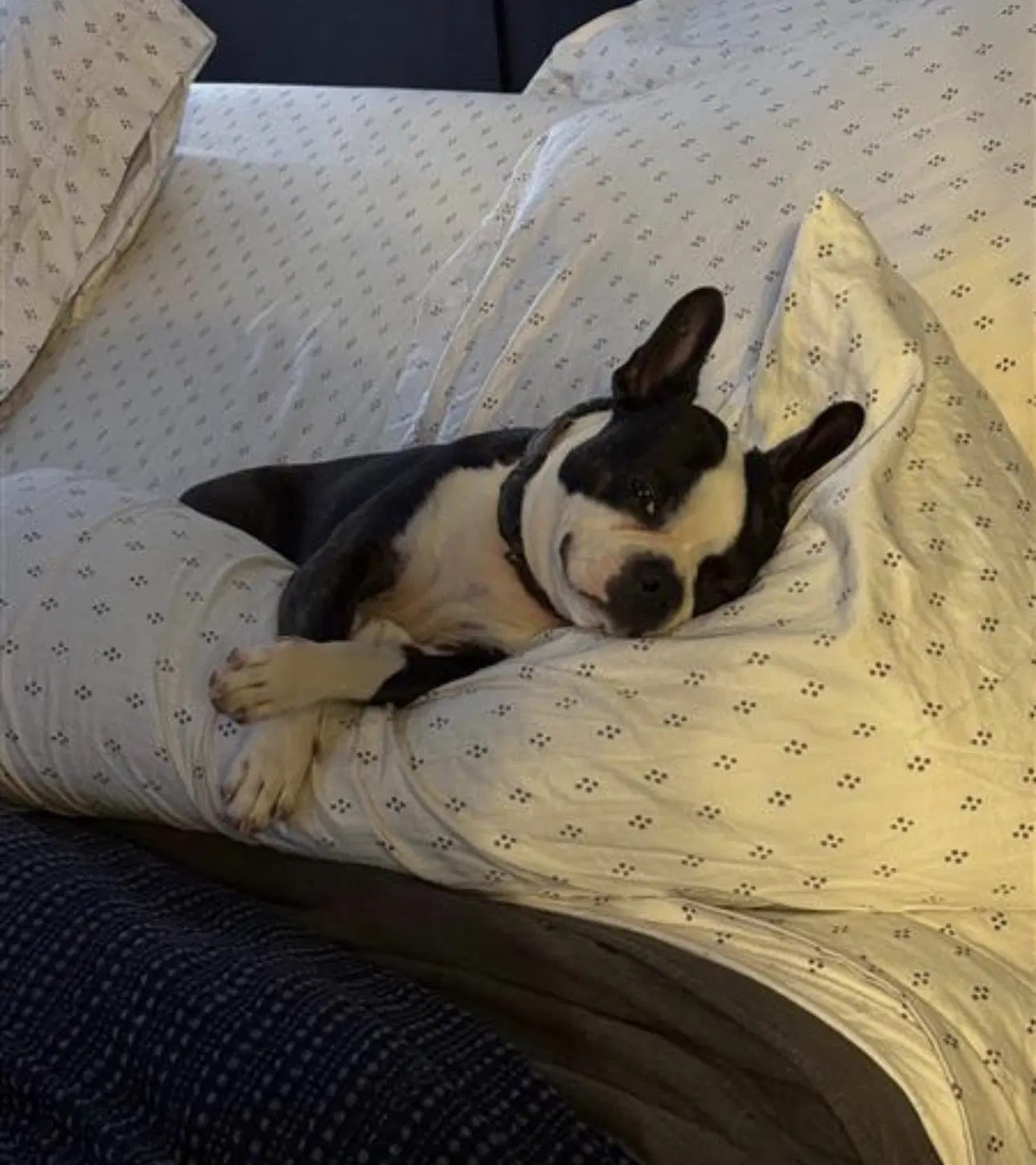 Oliver image 3