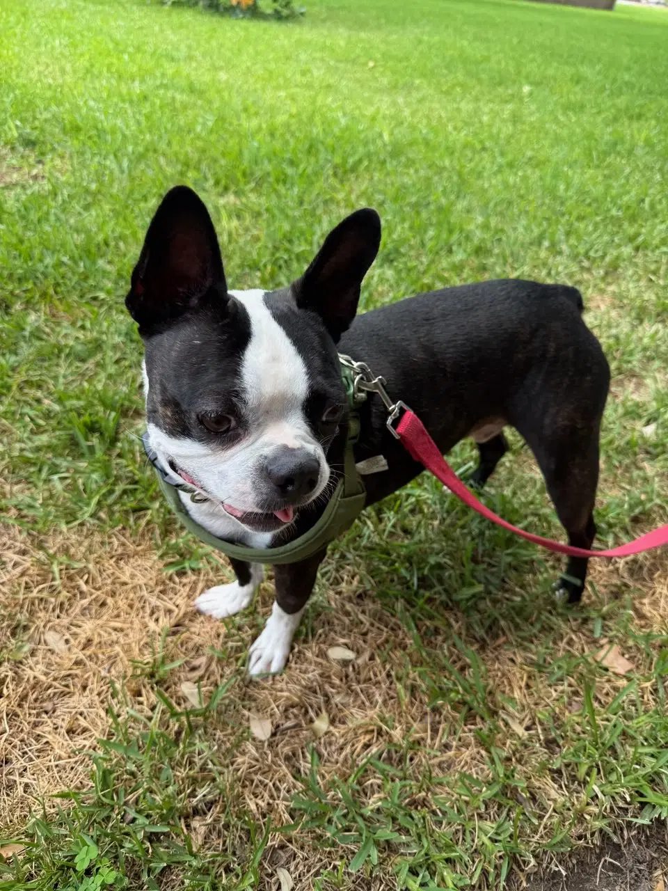 Oliver image 4