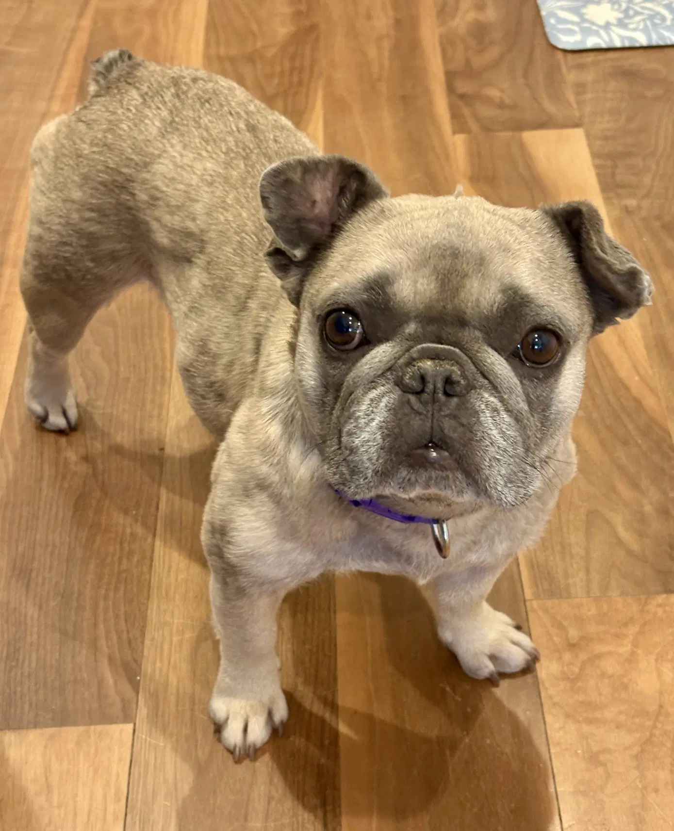 Frida - French Bulldog