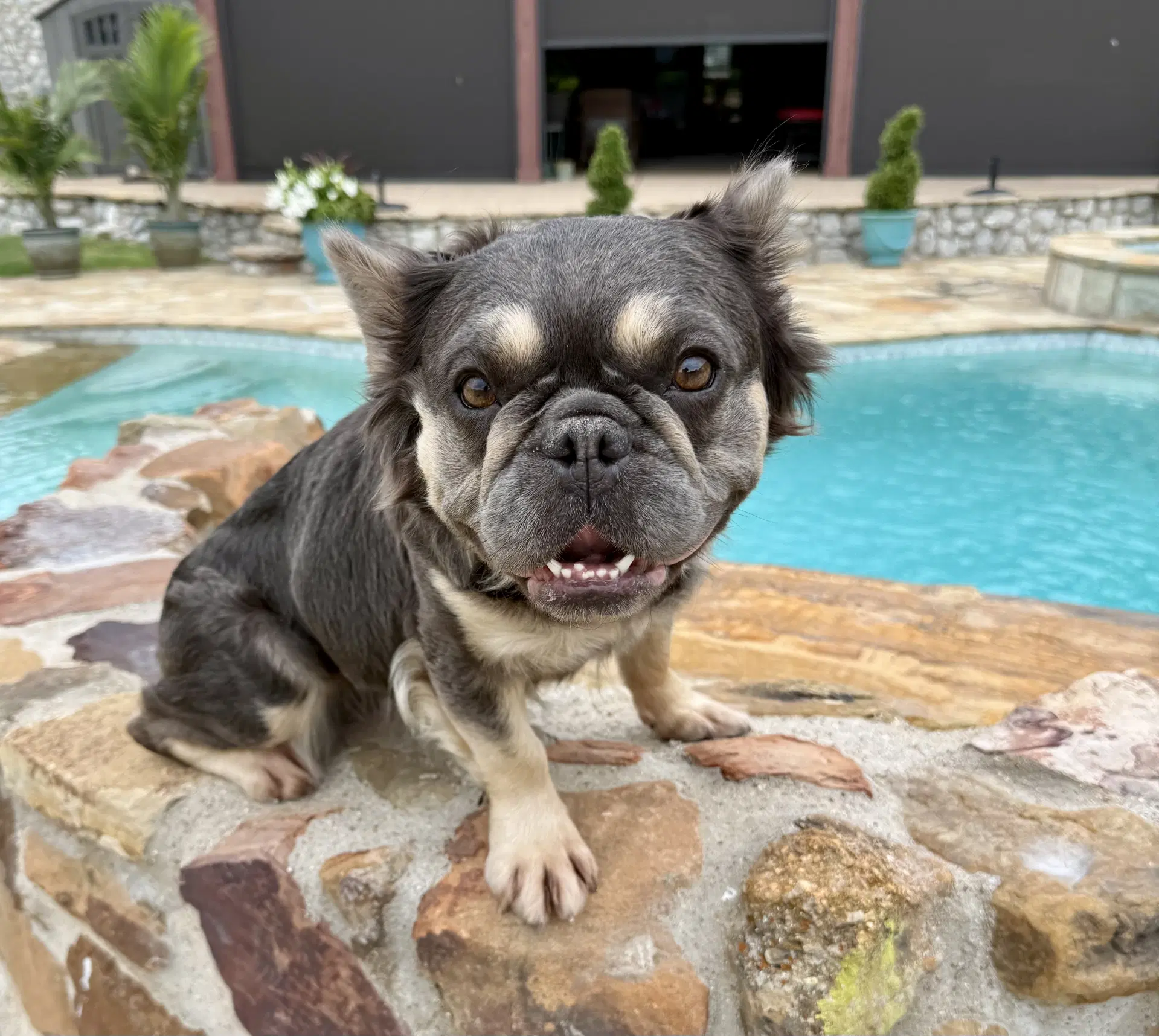 Honey - French Bulldog