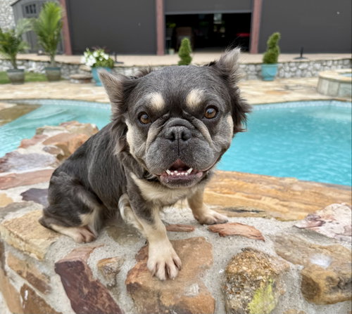 Honey, an adoptable French Bulldog in Plano, TX