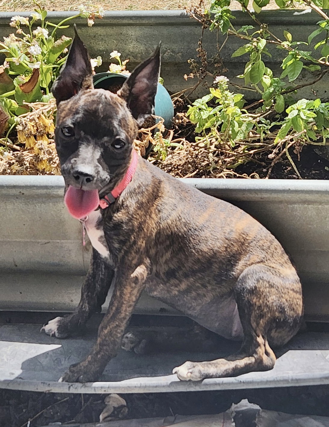 Cannoli, Boston Terrier