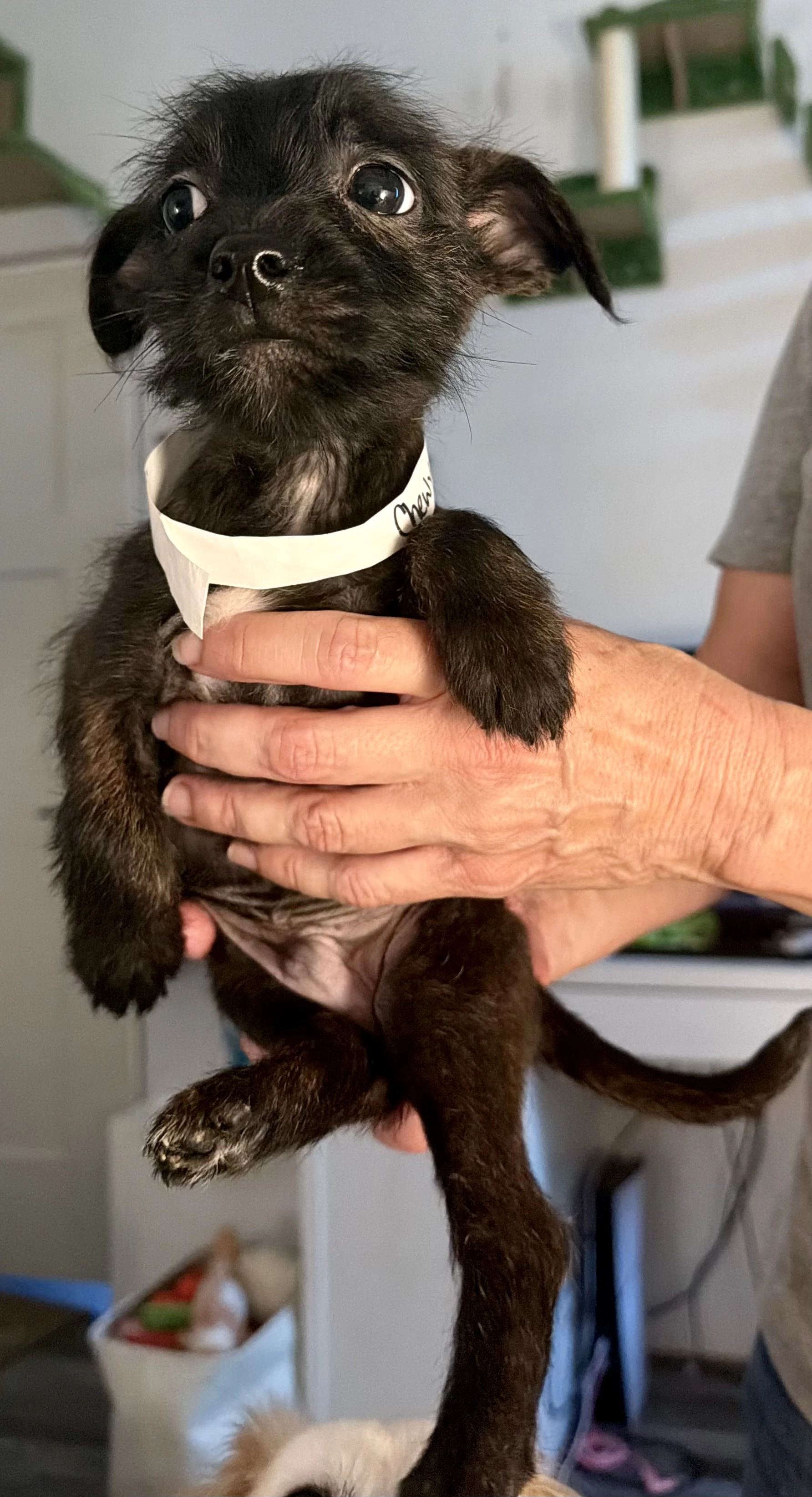 Chewy