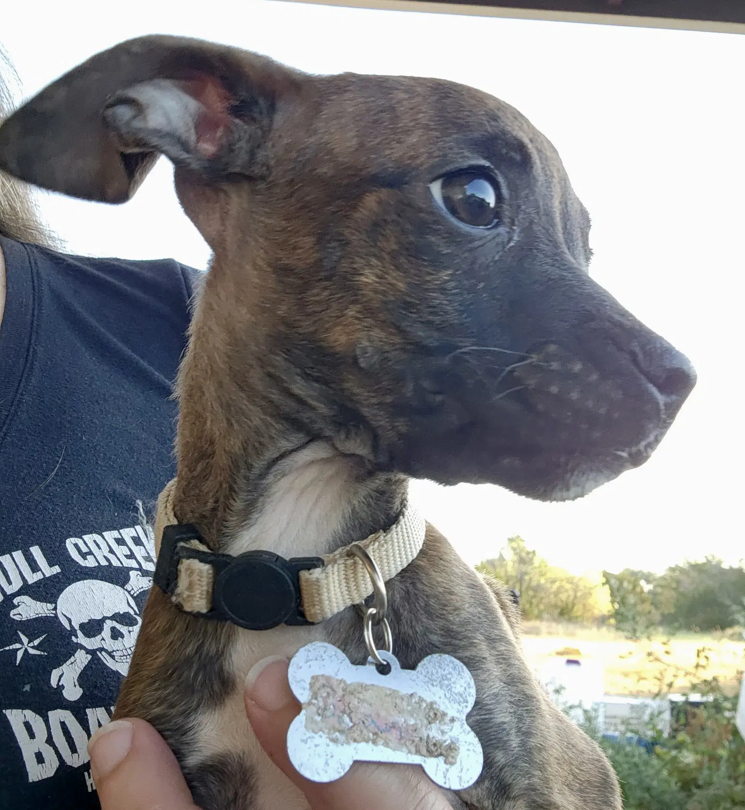 Beans - Boston Terrier