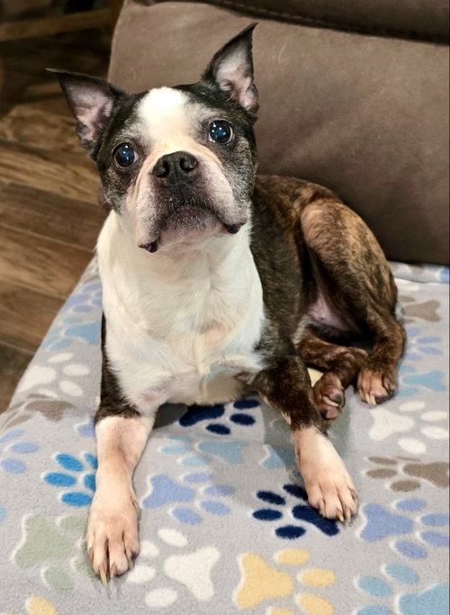Lexi, photo 2