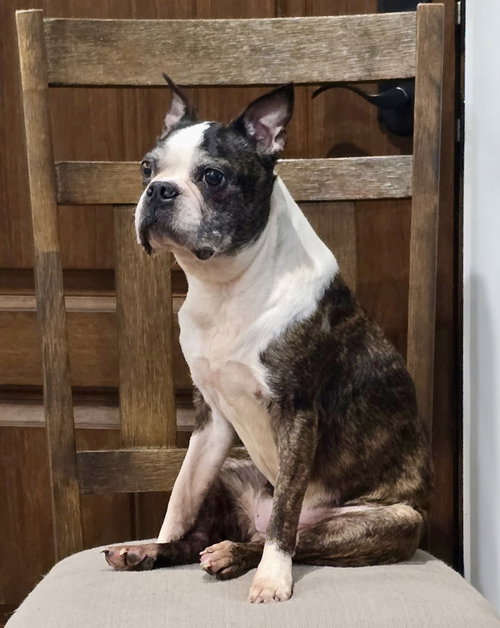 Lexi, photo 3