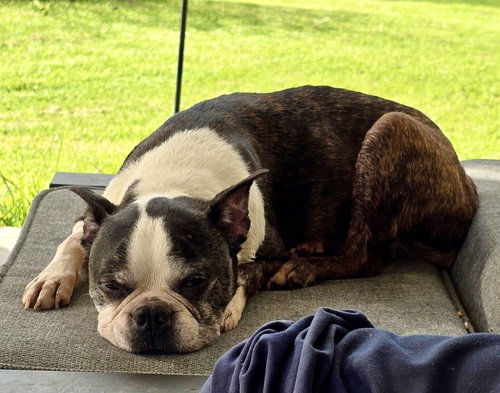 Lexi, photo 5