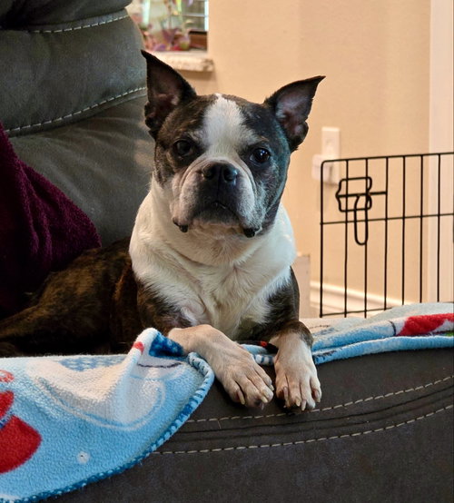 Lexi, photo 6