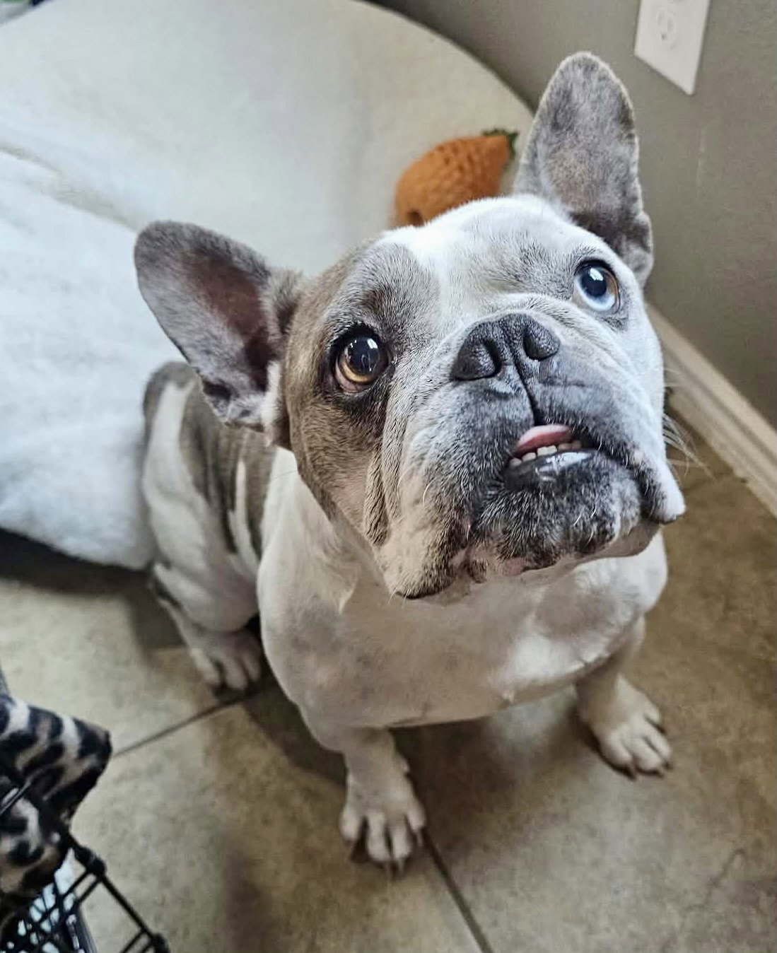 Frick, French Bulldog
