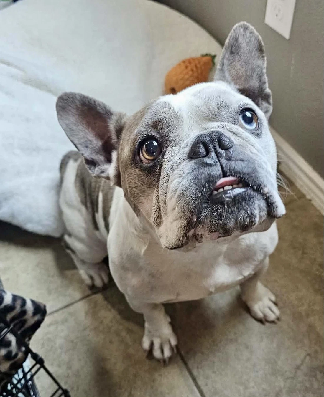 Frick Heartworm Positive