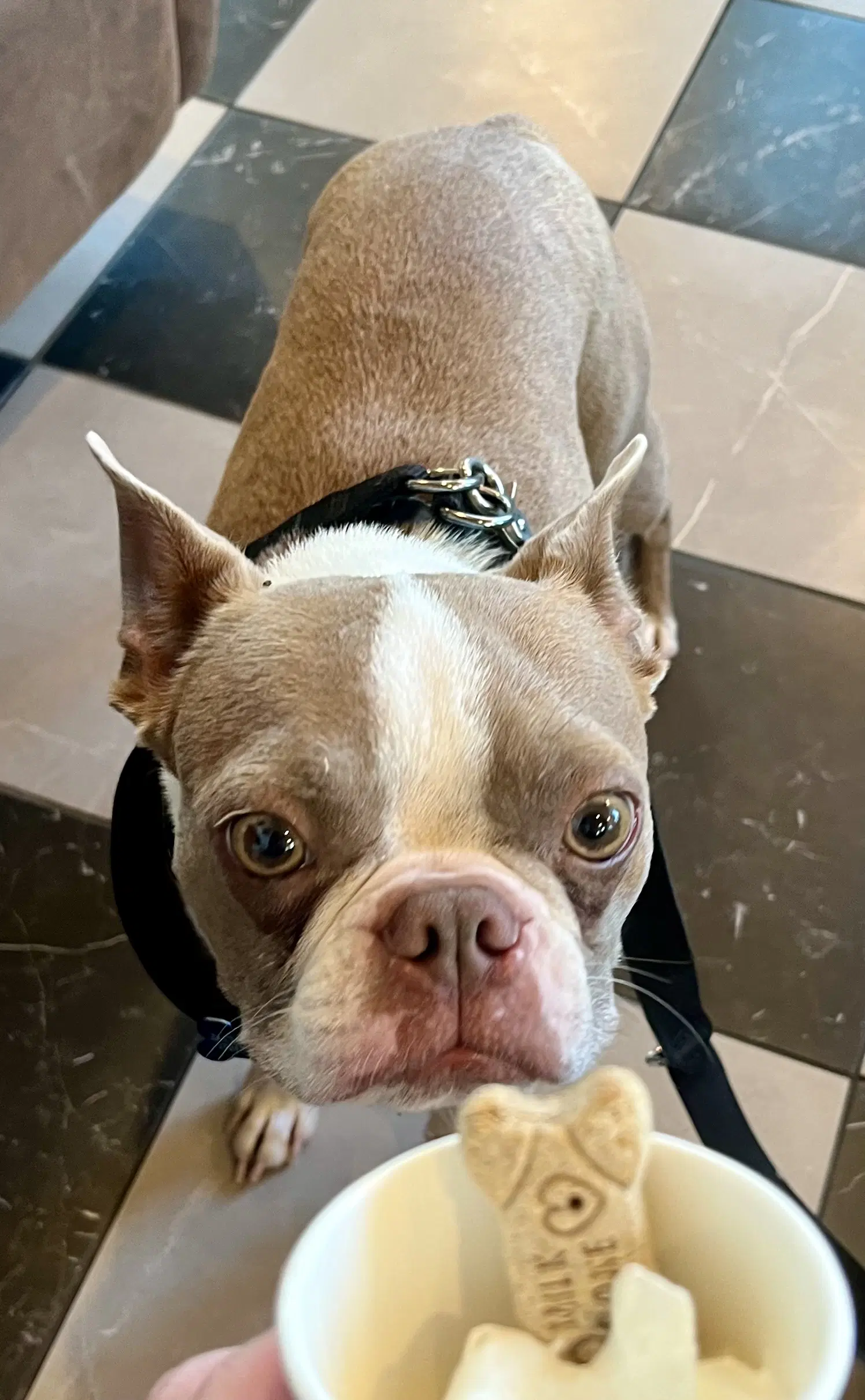 Bowie - Boston Terrier