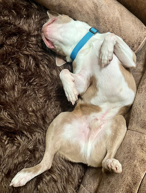Bowie