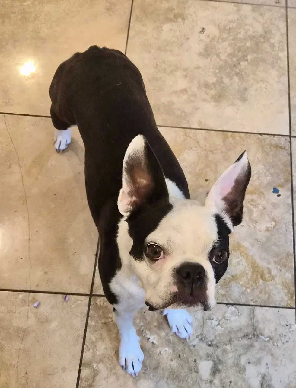 Louie image 2
