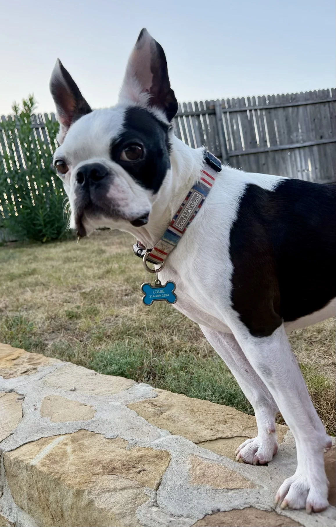 Louie