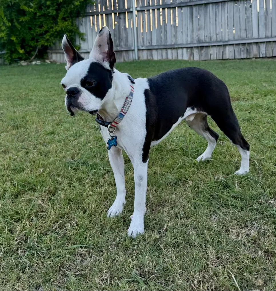 Louie image 3