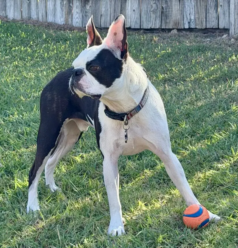Louie image 4