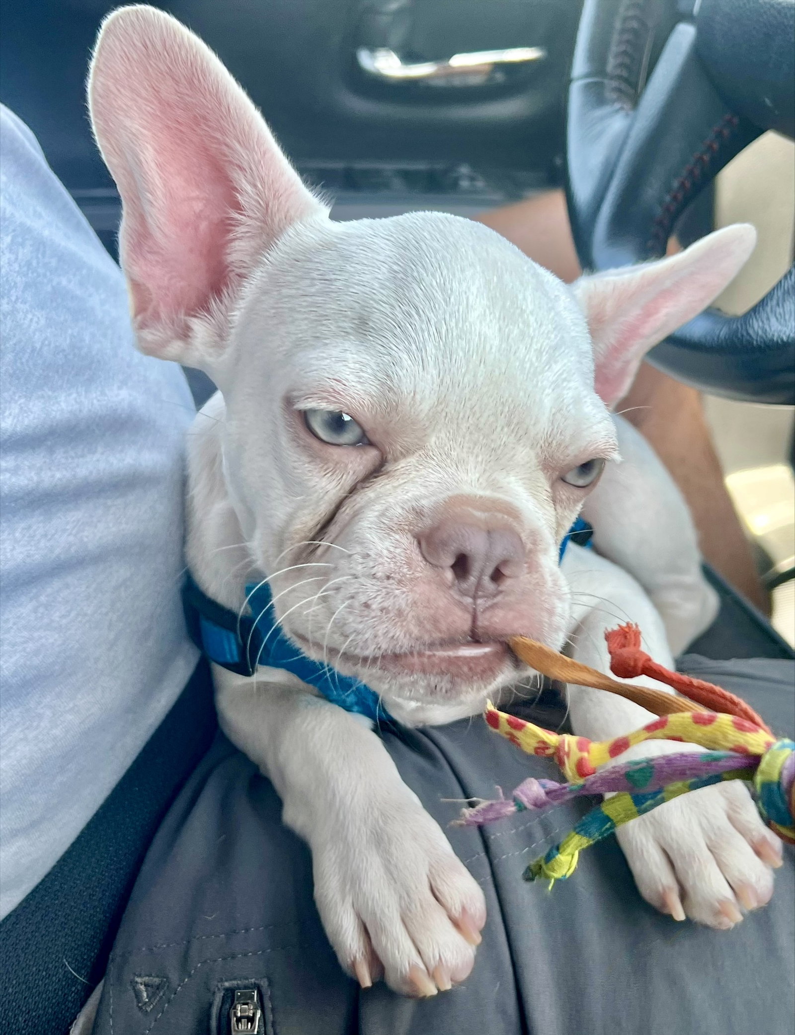 Thor, French Bulldog