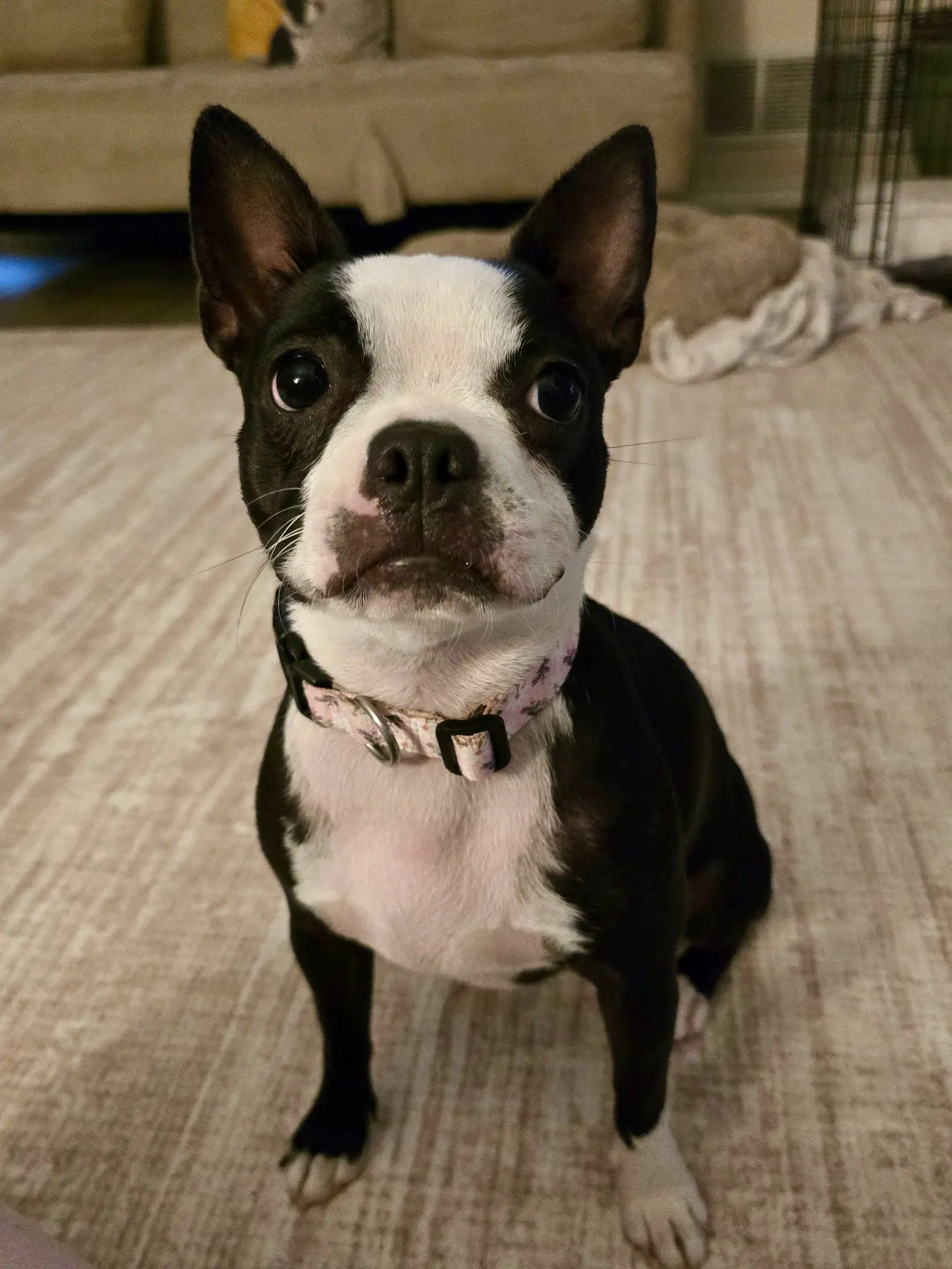 Sassy - Boston Terrier
