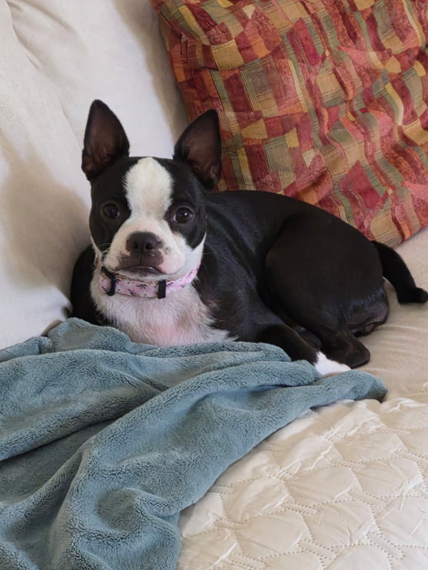 Sassy-ADOPTION PENDING