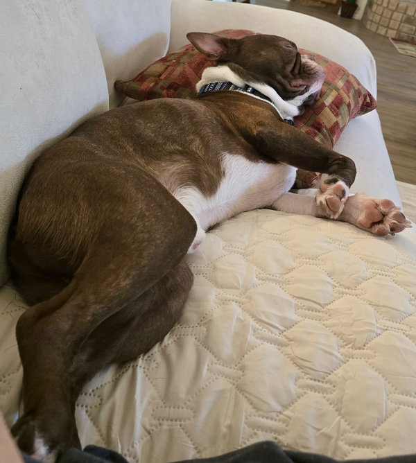 Buccee -READY 9/7 ADOPTION PENDING