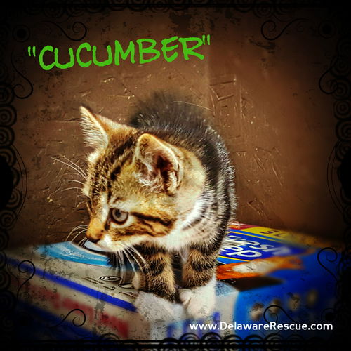 Cucumber