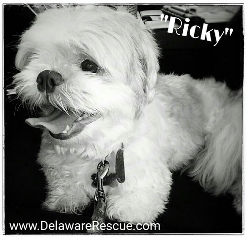 Little Ricky (Pending Adoption)