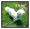 Little Ricky (Pending Adoption)